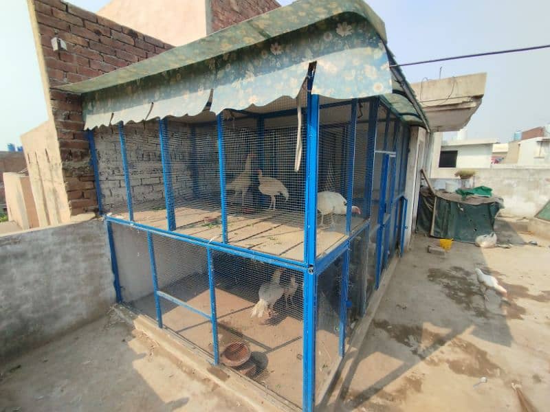 Top quality Big iron Cage | Hens cage | Aseel cage | Big cage 6