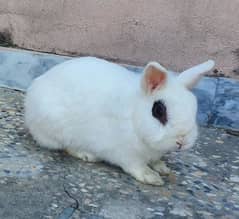 hotot rabbit for sale