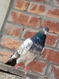 pigeon breedar 9pice