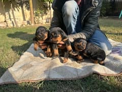 Rottweiler puppies