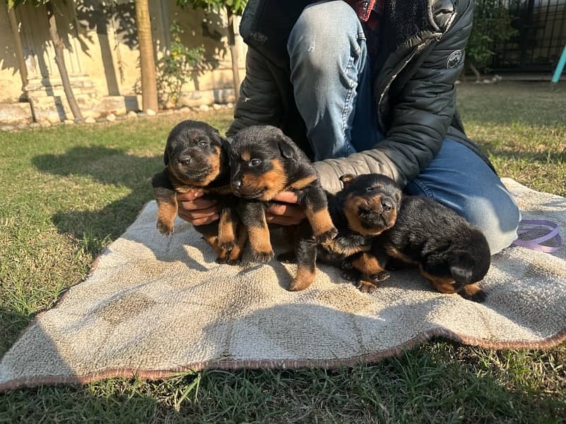 Rottweiler puppies 0