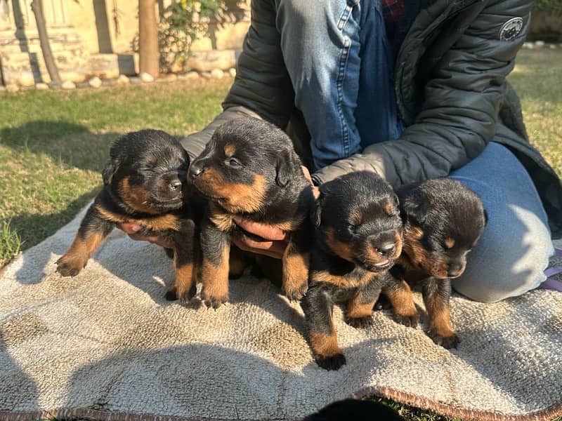 Rottweiler puppies 1