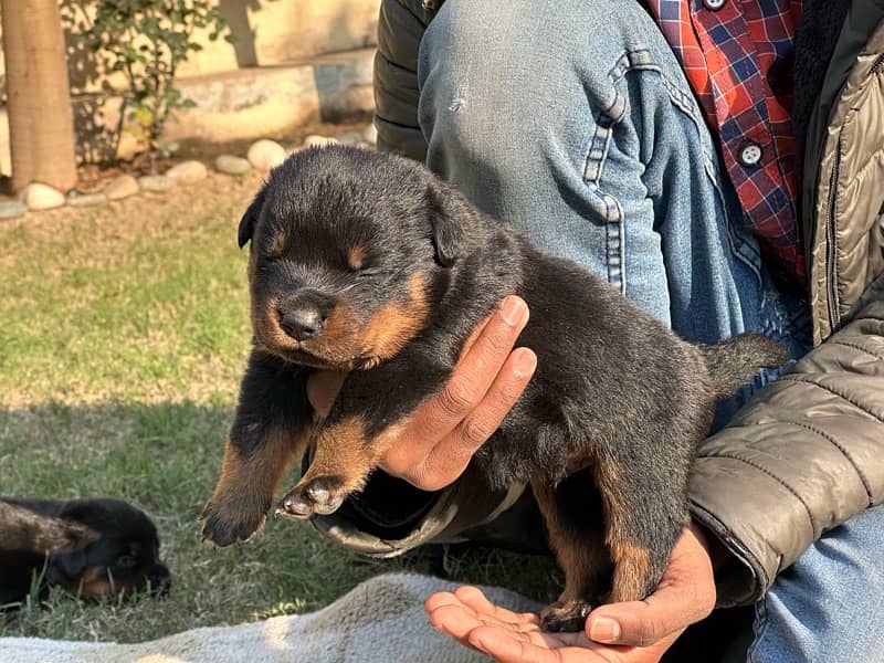 Rottweiler puppies 2