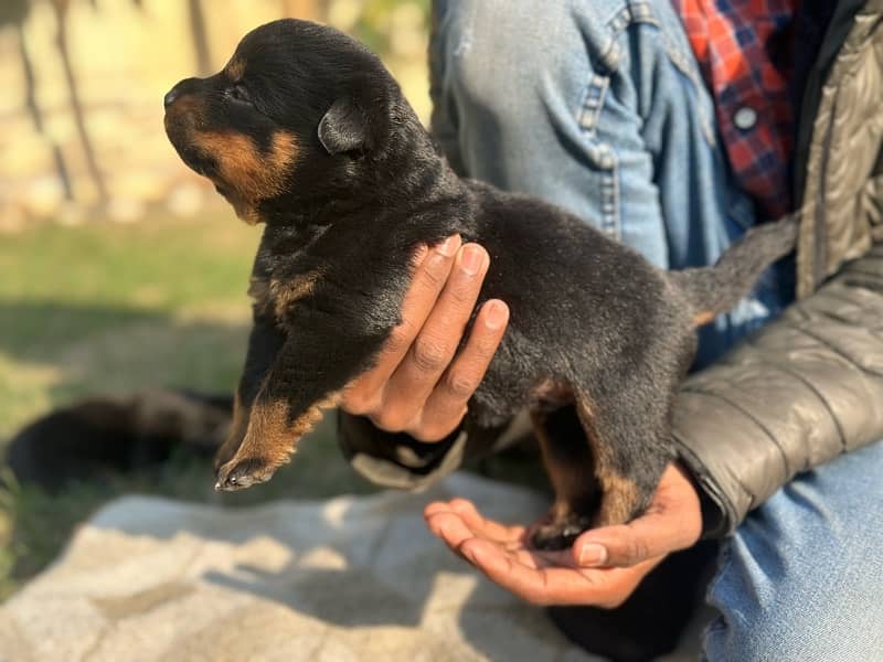 Rottweiler puppies 3