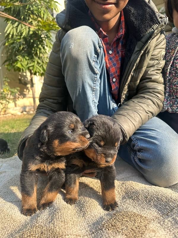 Rottweiler puppies 4