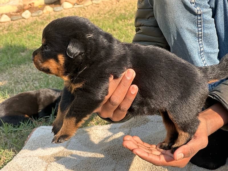 Rottweiler puppies 5