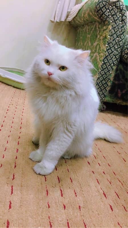 Persian Cat Long coat 0