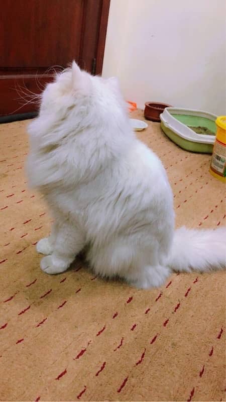 Persian Cat Long coat 1