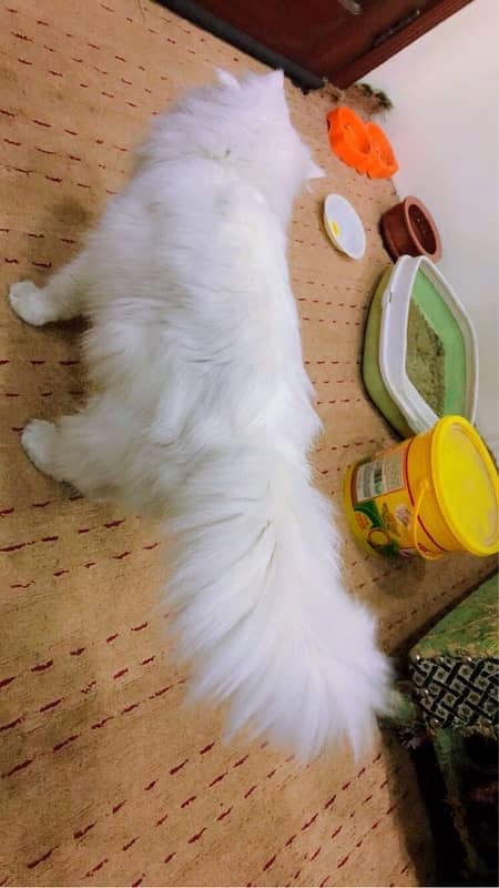 Persian Cat Long coat 2