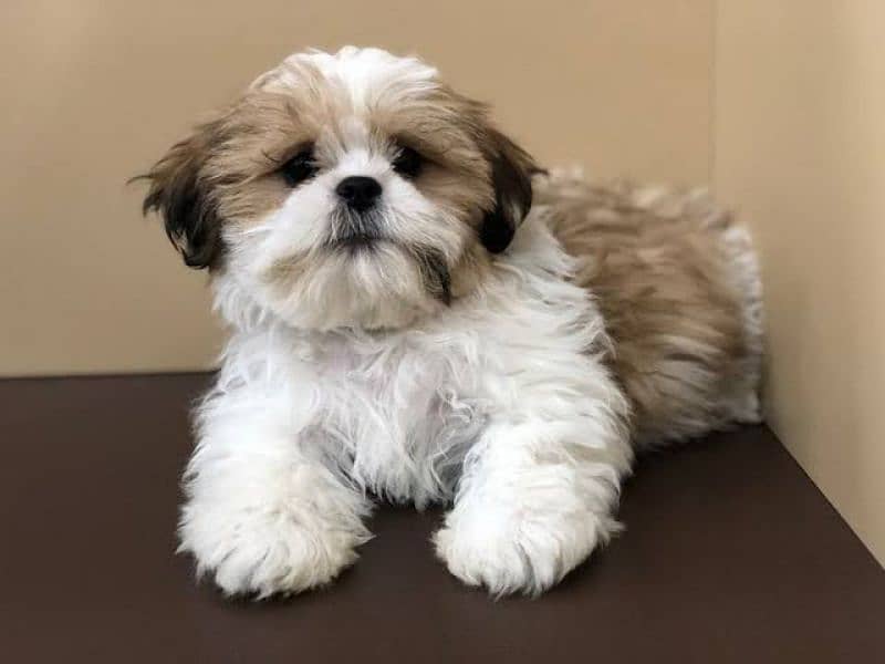 Top Bloodline shihtzu male puppies 0