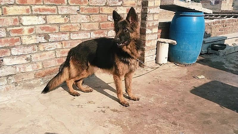 German shepherd female 1