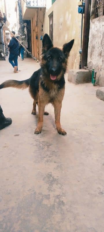 German shepherd female 2