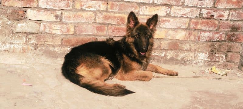 German shepherd female 3