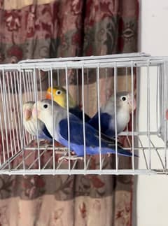 Lovebirds available for sale