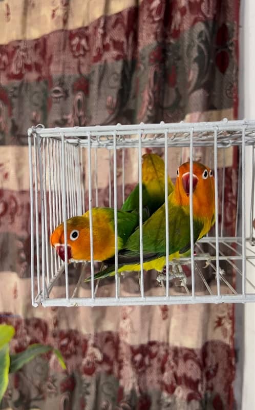 Lovebirds available for sale 1