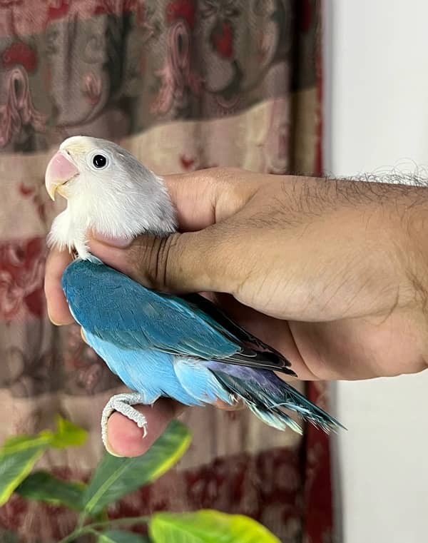 Lovebirds available for sale 2