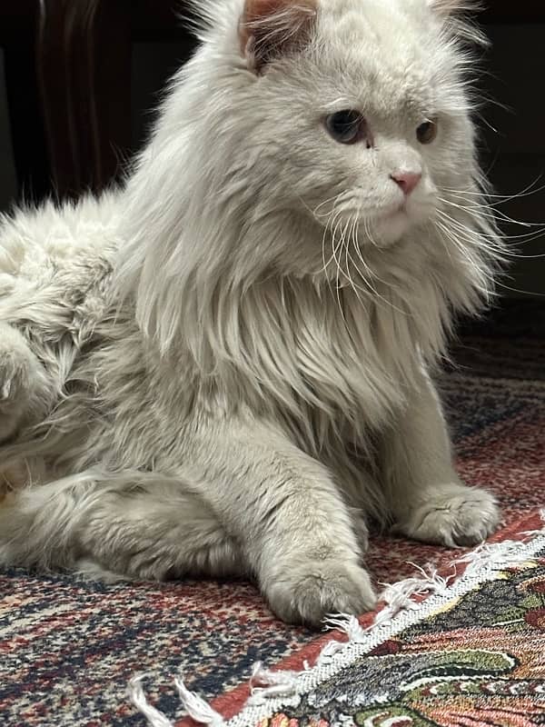 Persian Cat 1