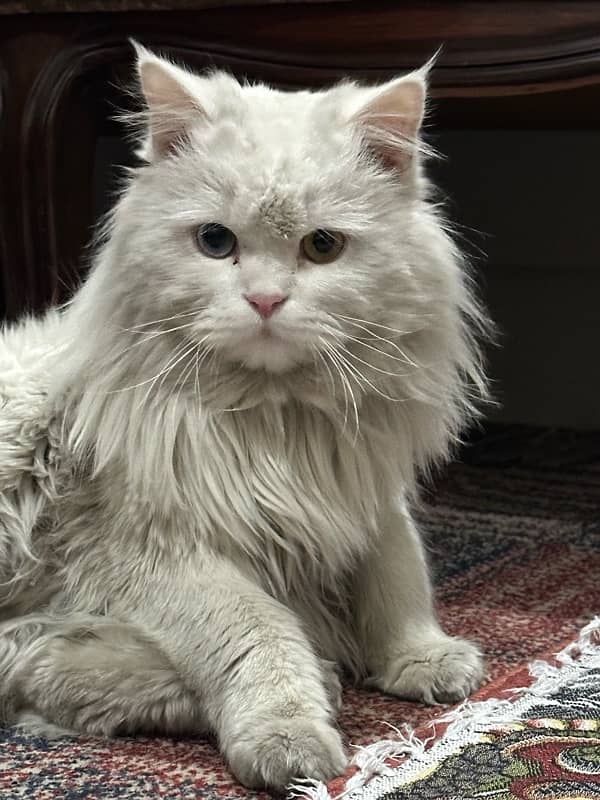 Persian Cat 2