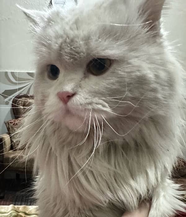 Persian Cat 3