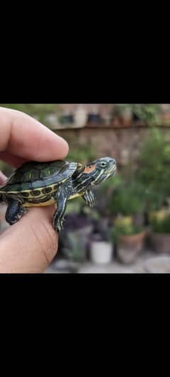 Red ear slider turtle