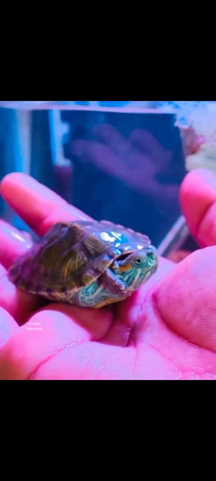 Red ear slider turtle 1