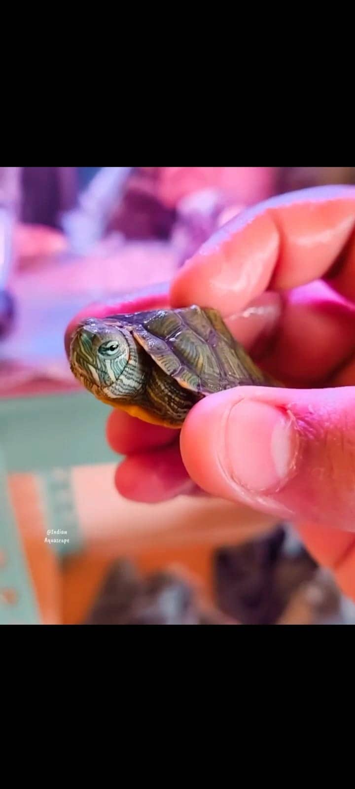 Red ear slider turtle 2