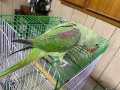 kashmiri raw parrot for sale WhatsApp No 03267720525