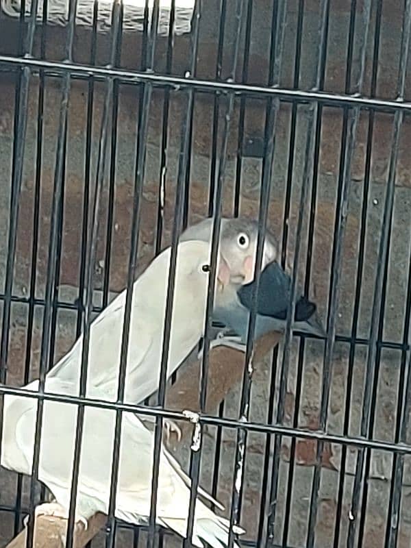 lovebirds for sell 3