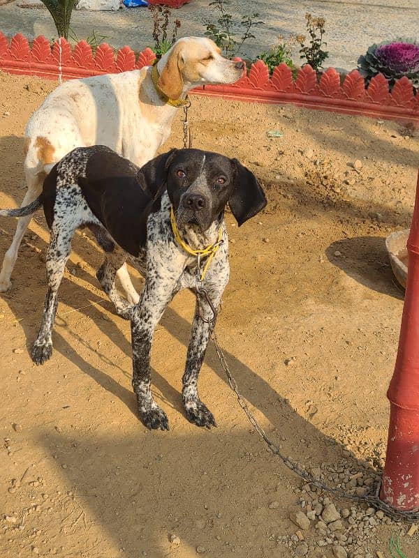 German pointer for sale 0