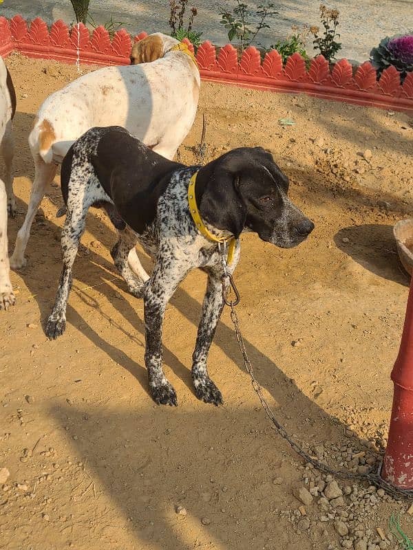 German pointer for sale 1