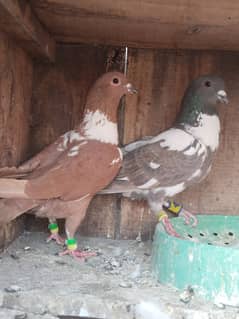 pigeon pair