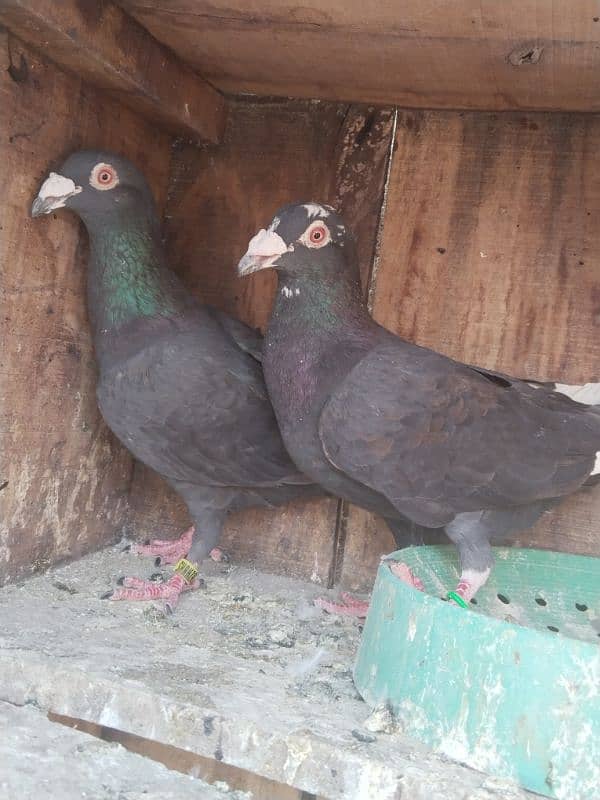 pigeon pair 1