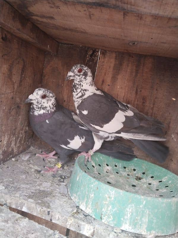 pigeon pair 2