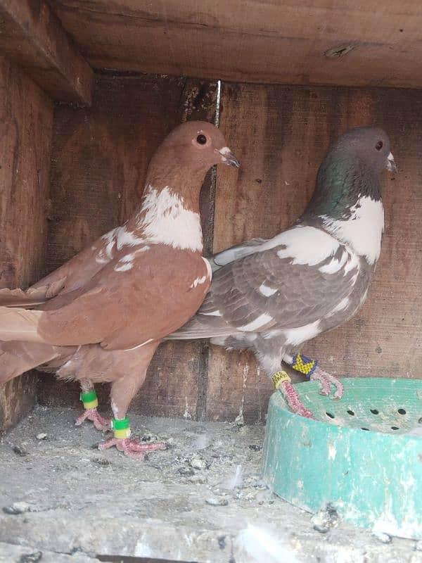 pigeon pair 3