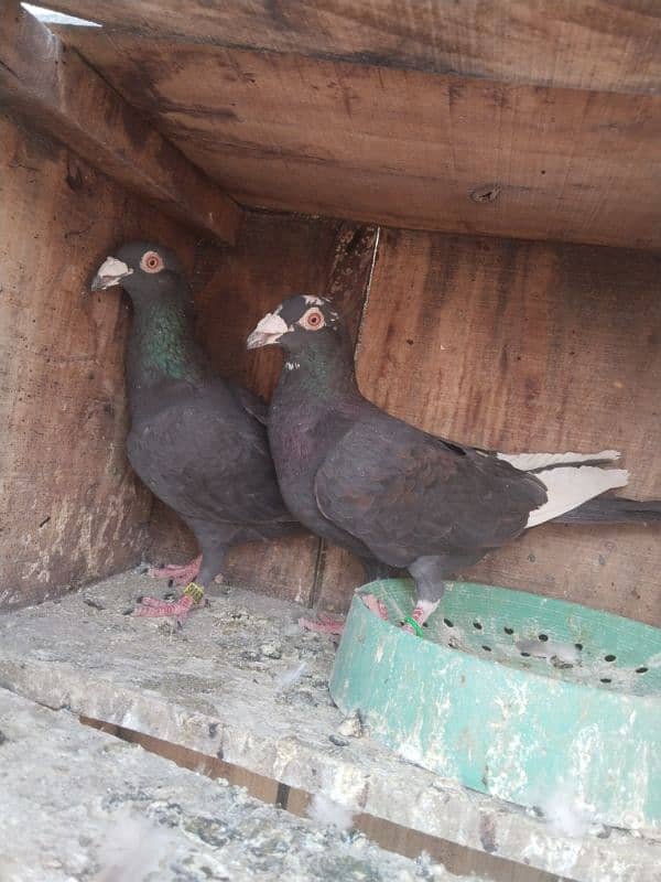 pigeon pair 4