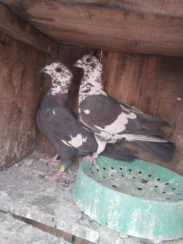 pigeon pair 5