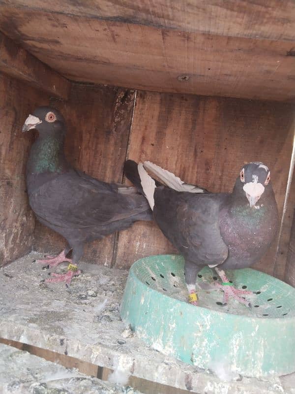 pigeon pair 9