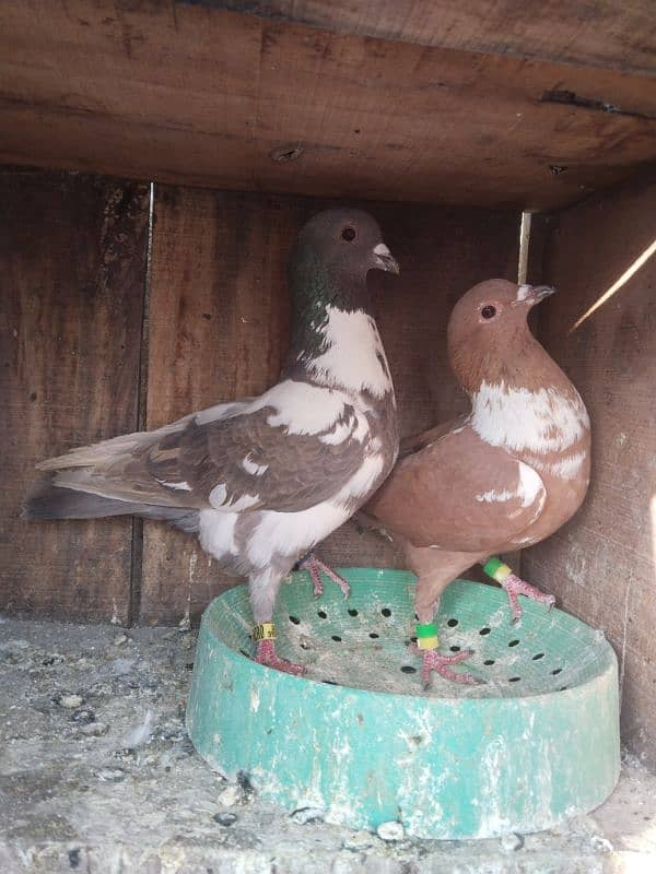 pigeon pair 13