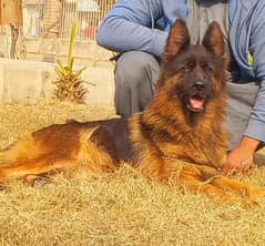 Highclass showline Triple coat German shepherd female