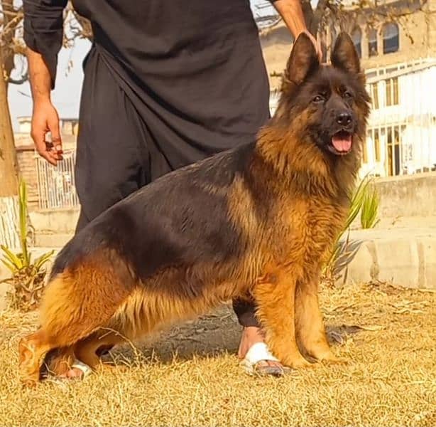 Highclass showline Triple coat German shepherd female 1