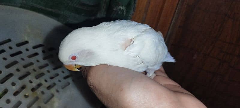 parrot baby albino red eye masha allah 0