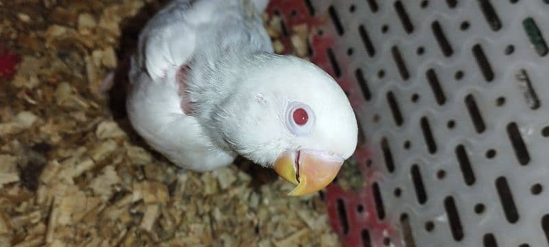 parrot baby albino red eye masha allah 1