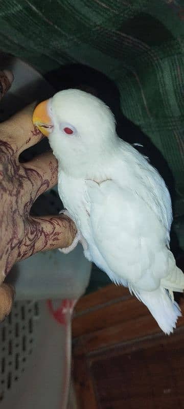 parrot baby albino red eye masha allah 2