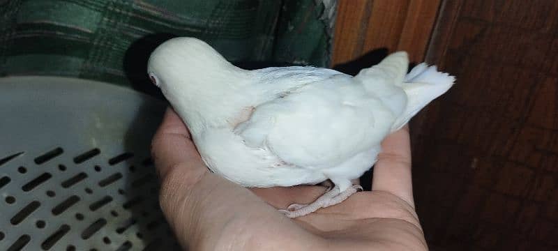 parrot baby albino red eye masha allah 3