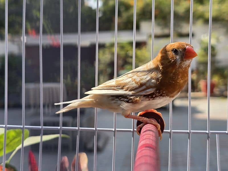 Orange finch pair 0