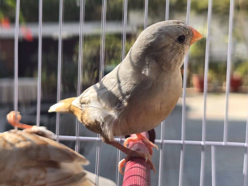 Orange Finch Pair - Finches - 1097319166