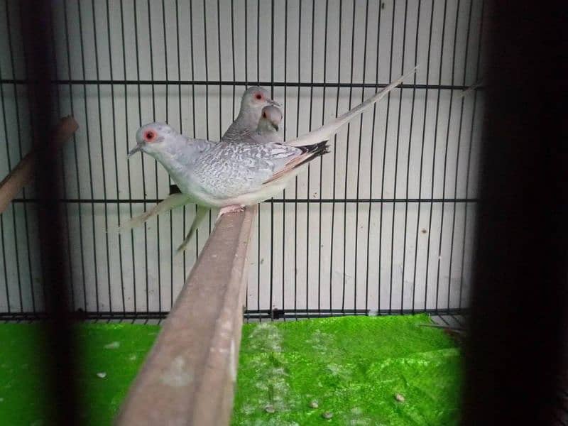 Breeder diamond Dove Pairs 1