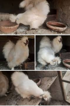 silkie