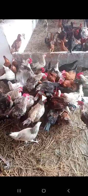 Desi murgi murga aseel for sale hen (chicken) 0