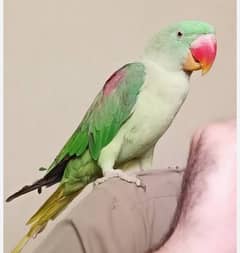 Raw hand tamed parrot for sale